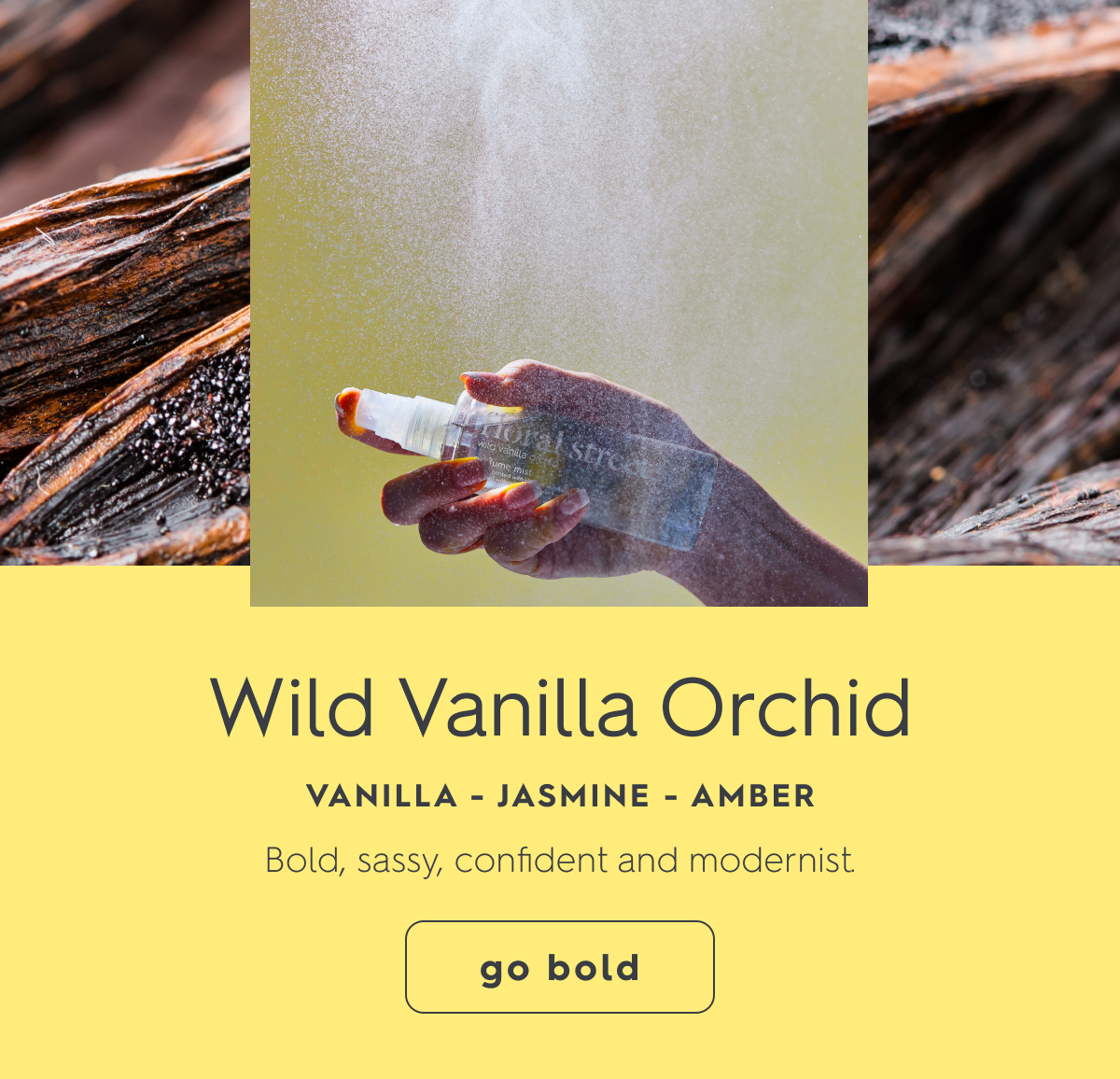 Wild Vanilla Orchid
