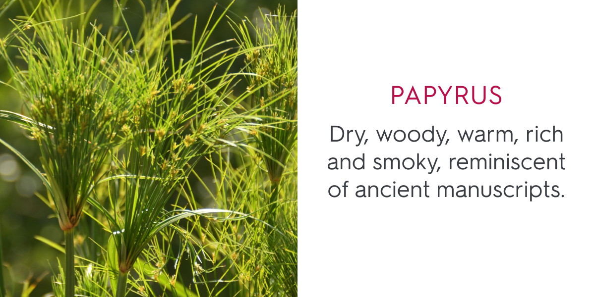 Papyrus