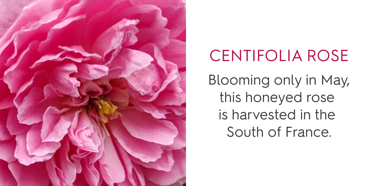 Centifolia rose