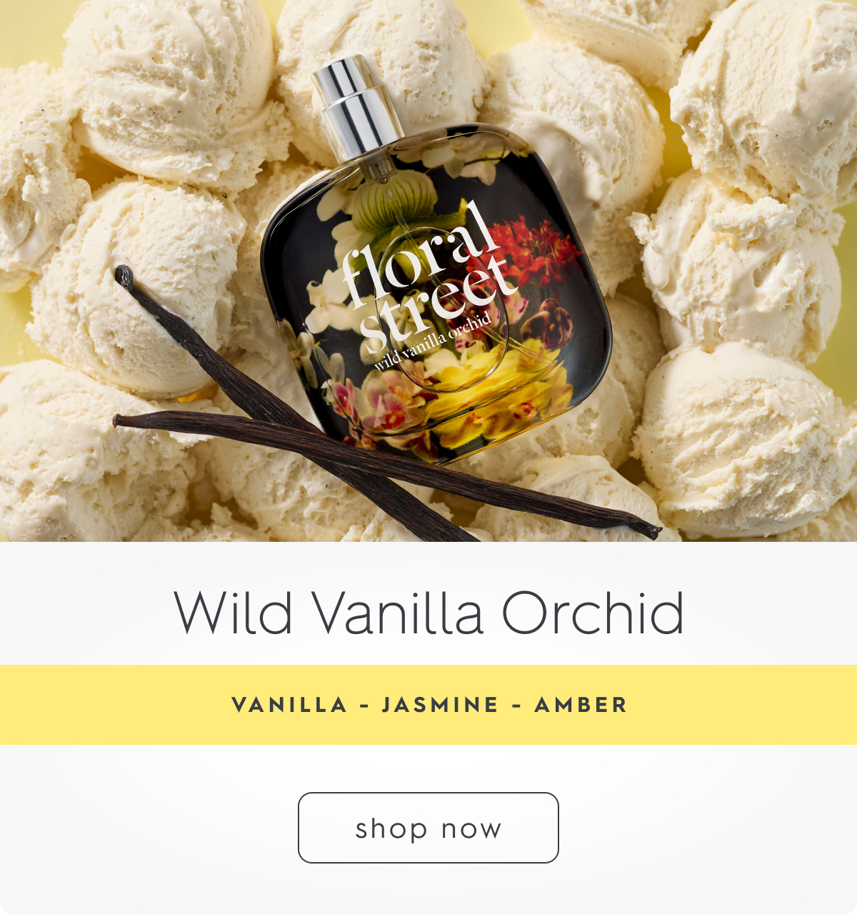 Wild Vanilla Orchid