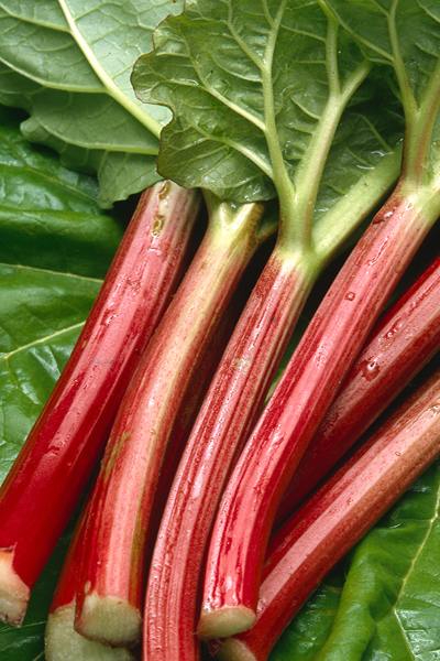 English Rhubarb