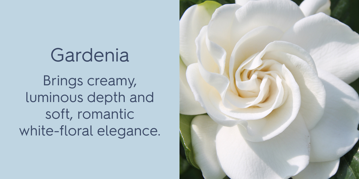 Gardenia