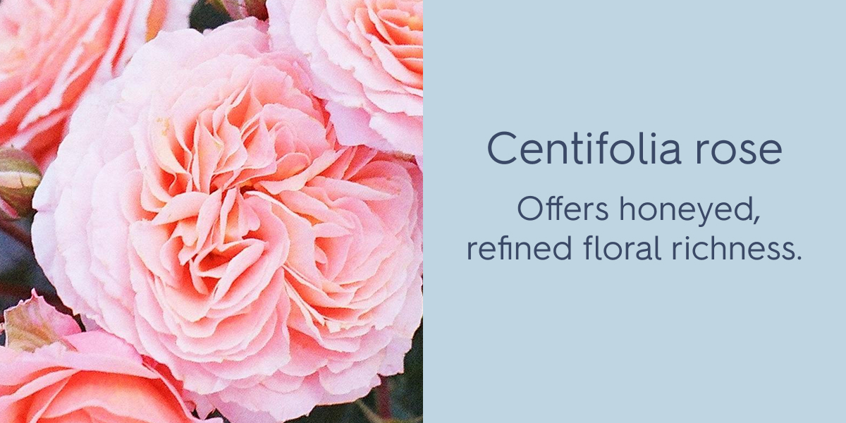 Centifolia rose