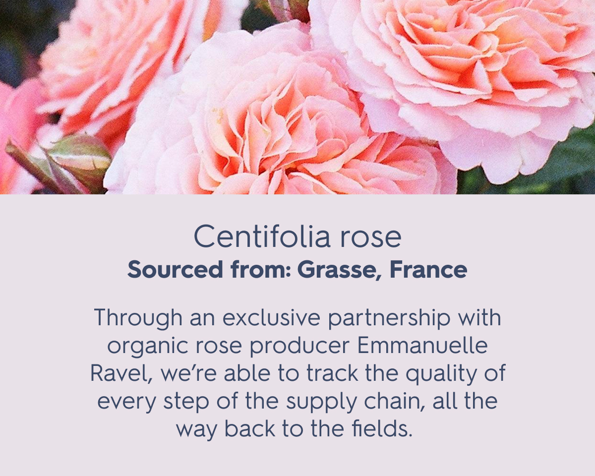 Centifolia rose