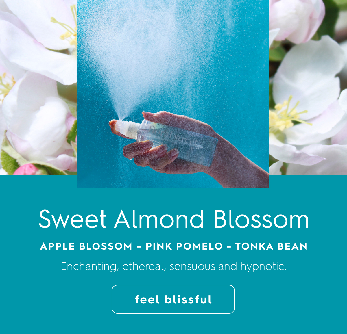 Sweet Almond Blossom