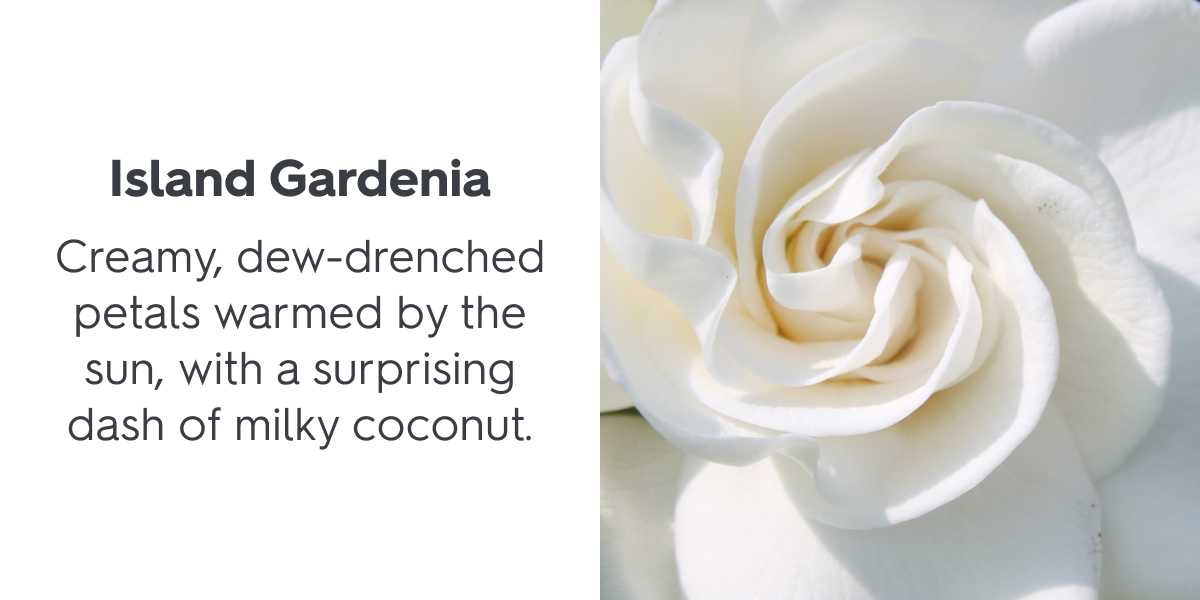 Island Gardenia