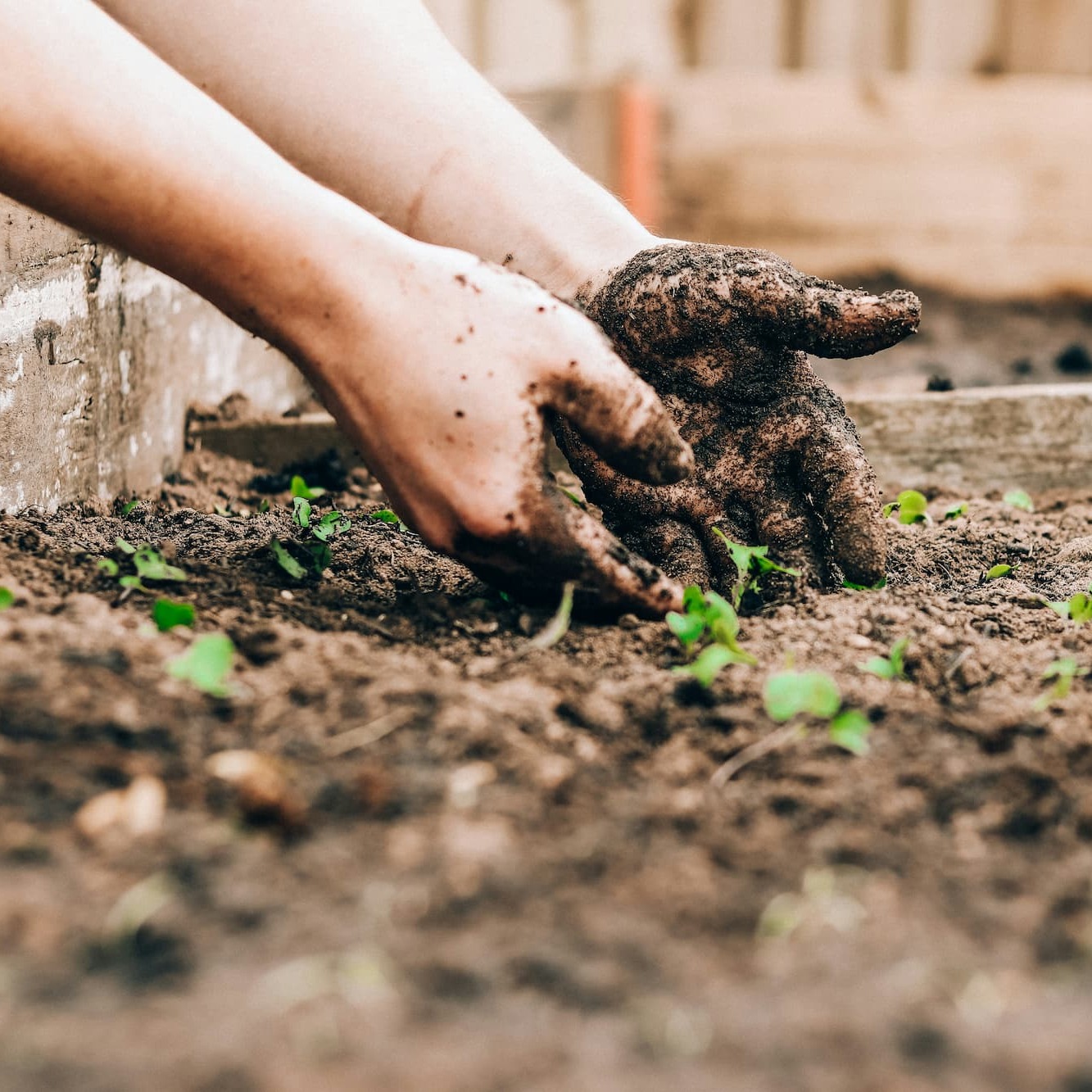 Closeup of hands planting seedlings