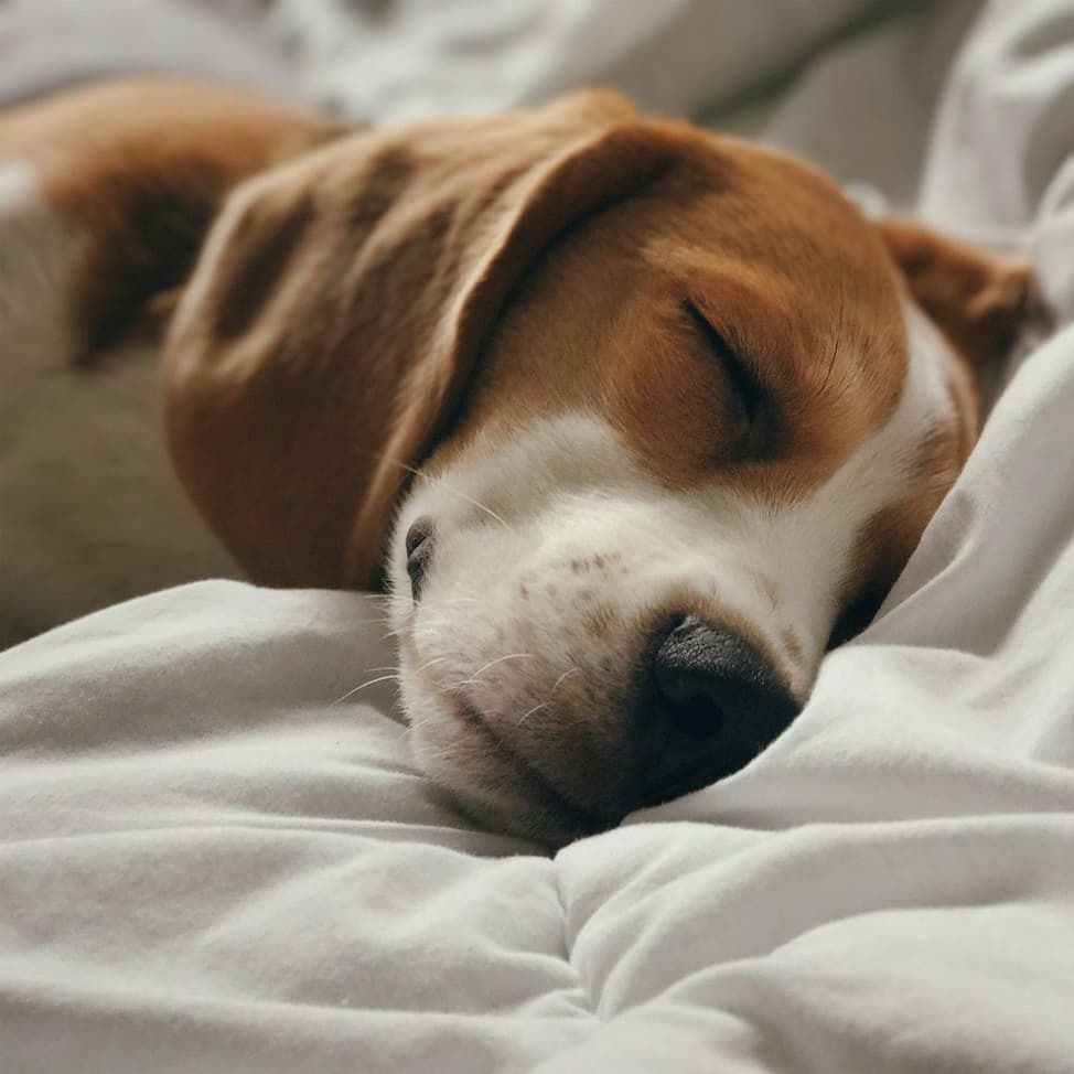 A puppy sleeping on a white sheet