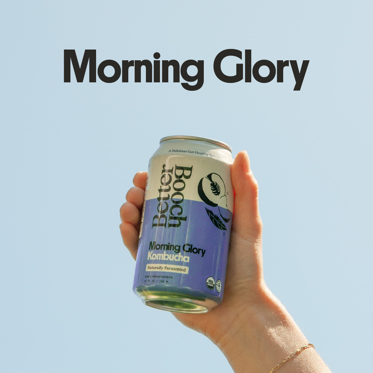 Morning Glory