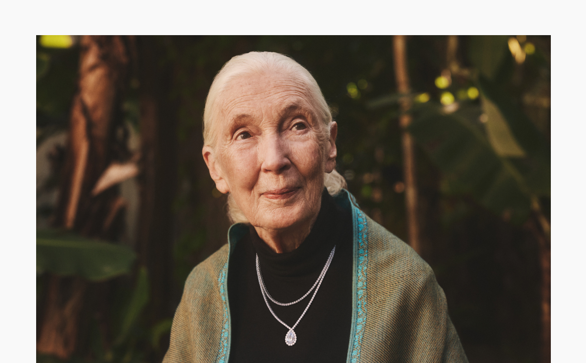 The New Jane Goodall Collection