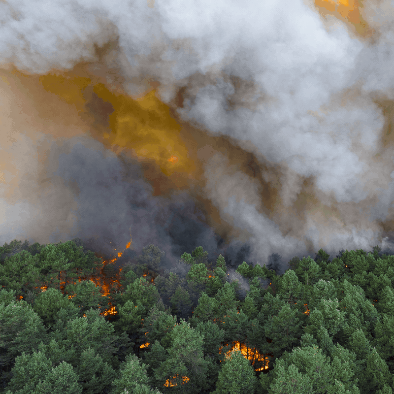 Fontainebleau forest needs your help.