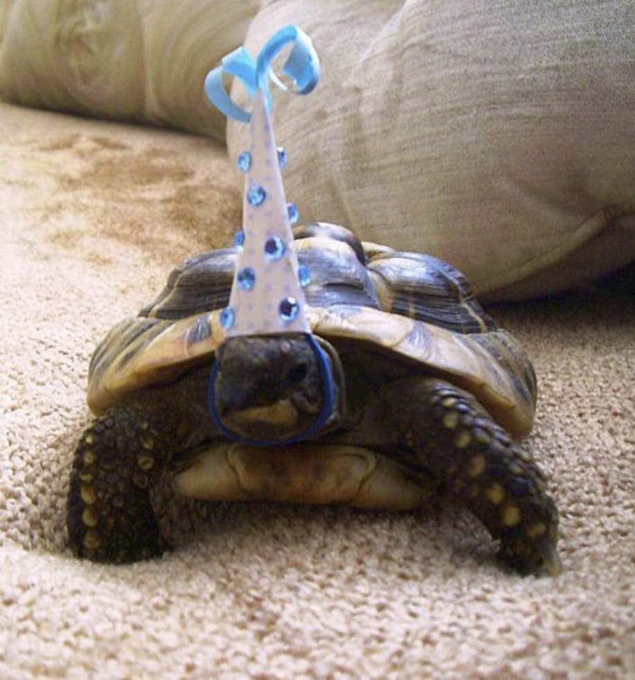 Turtle wearing a birthday hat