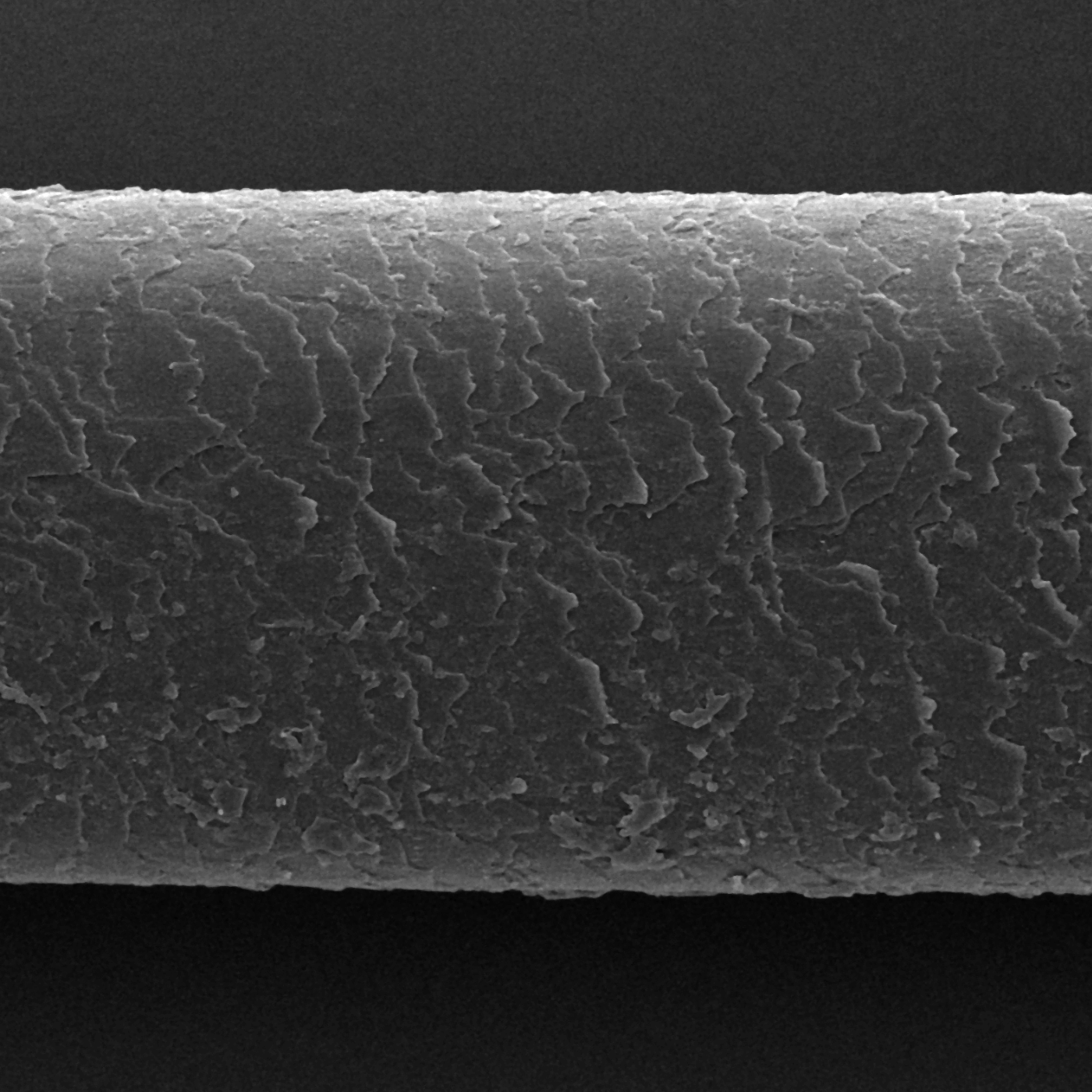 Cheveu démaquillé après Silicone Détox, écailles ouvertes