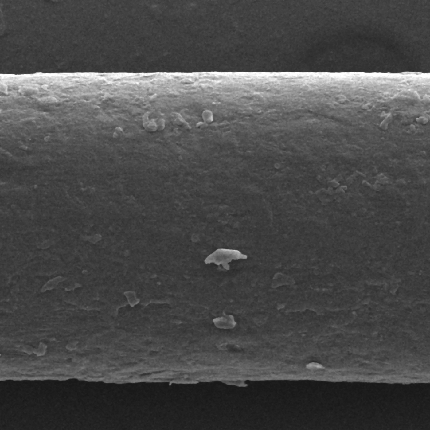 Cheveu siliconé au microscope, écailles recouvertes