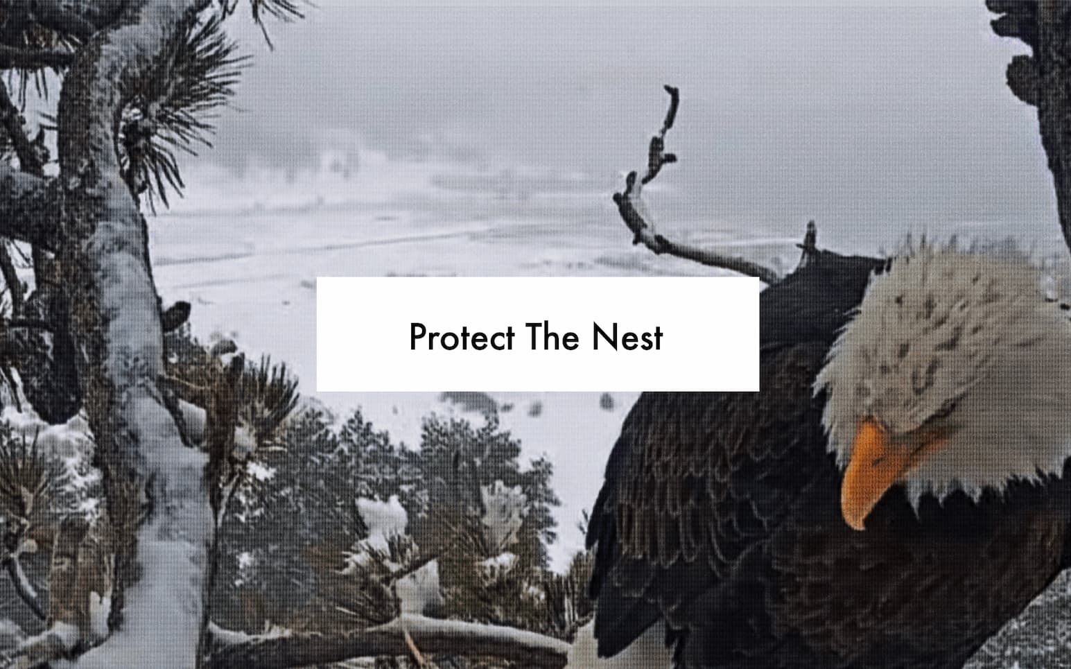 Protect The Nest