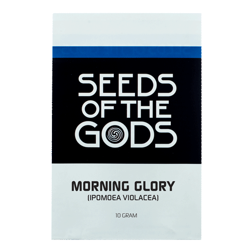 Morning Glory