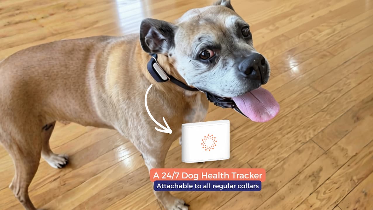 A dog wearing the Maven sensor on their collar