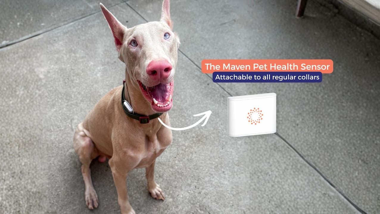 A dog wearing the Maven Pet health sensor on its collar
