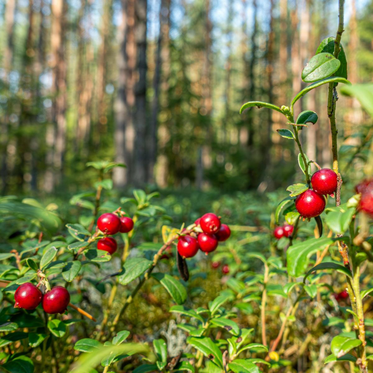 Lingonberry