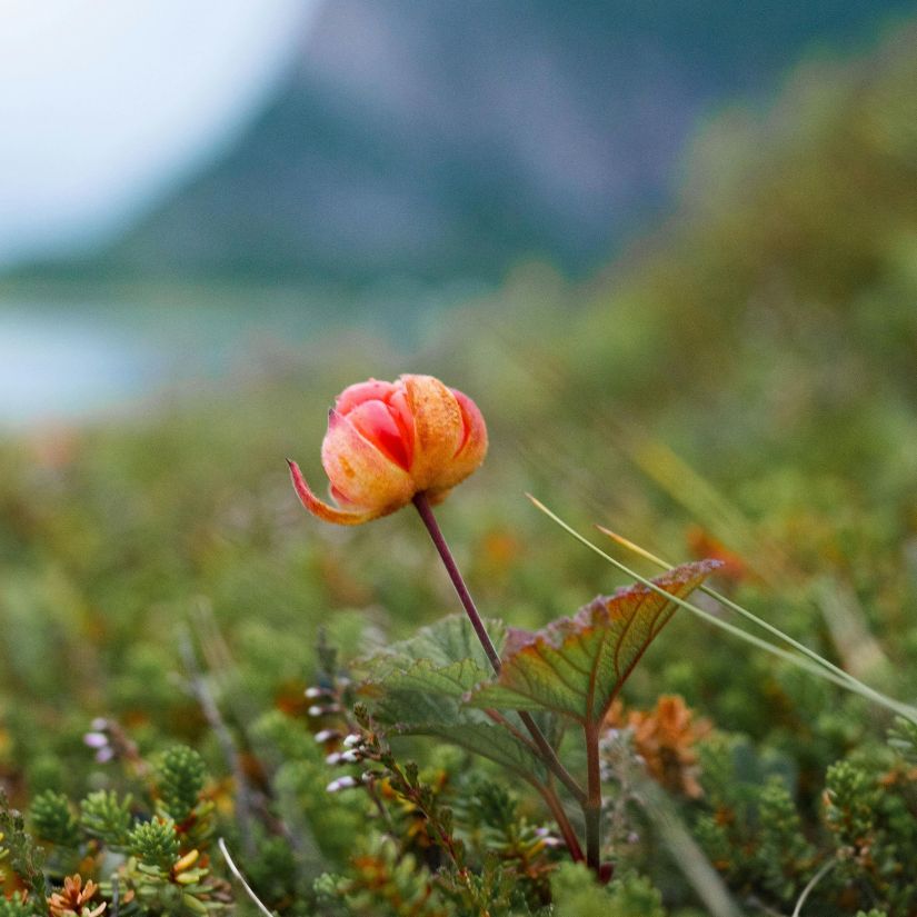 Cloudberry