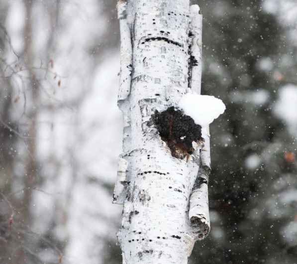 Chaga