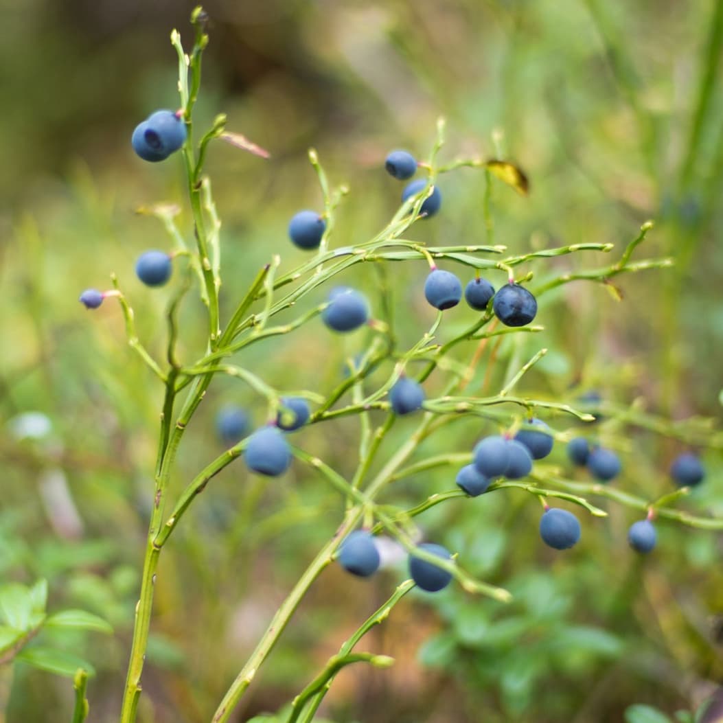 Nordic Blueberry