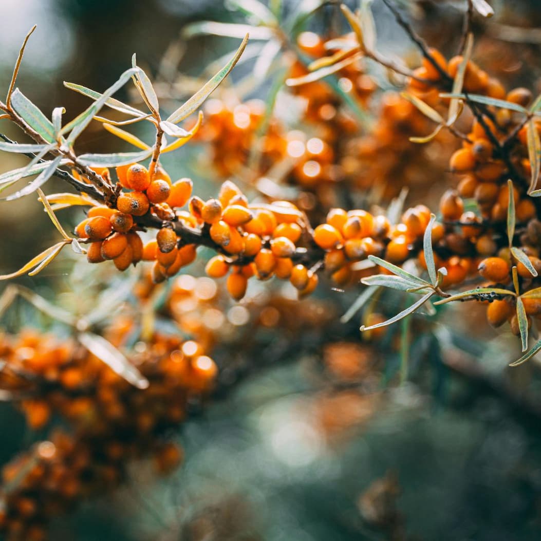 Sea Buckthorn