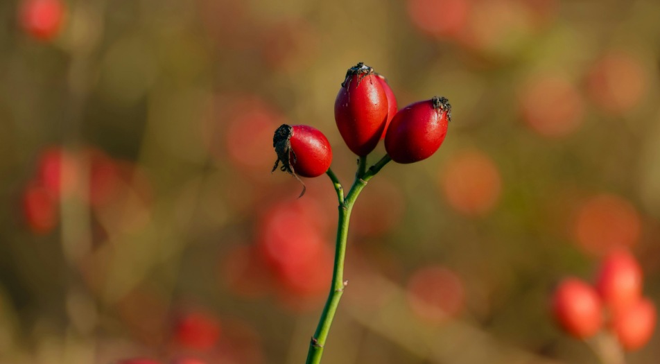 Swedish Rosehip