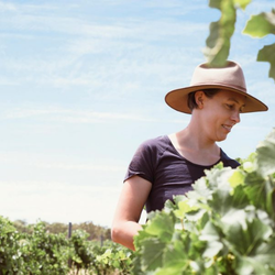 Jeff Grosset picking grapes image