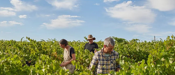Jeff Grosset walking the vineyards image