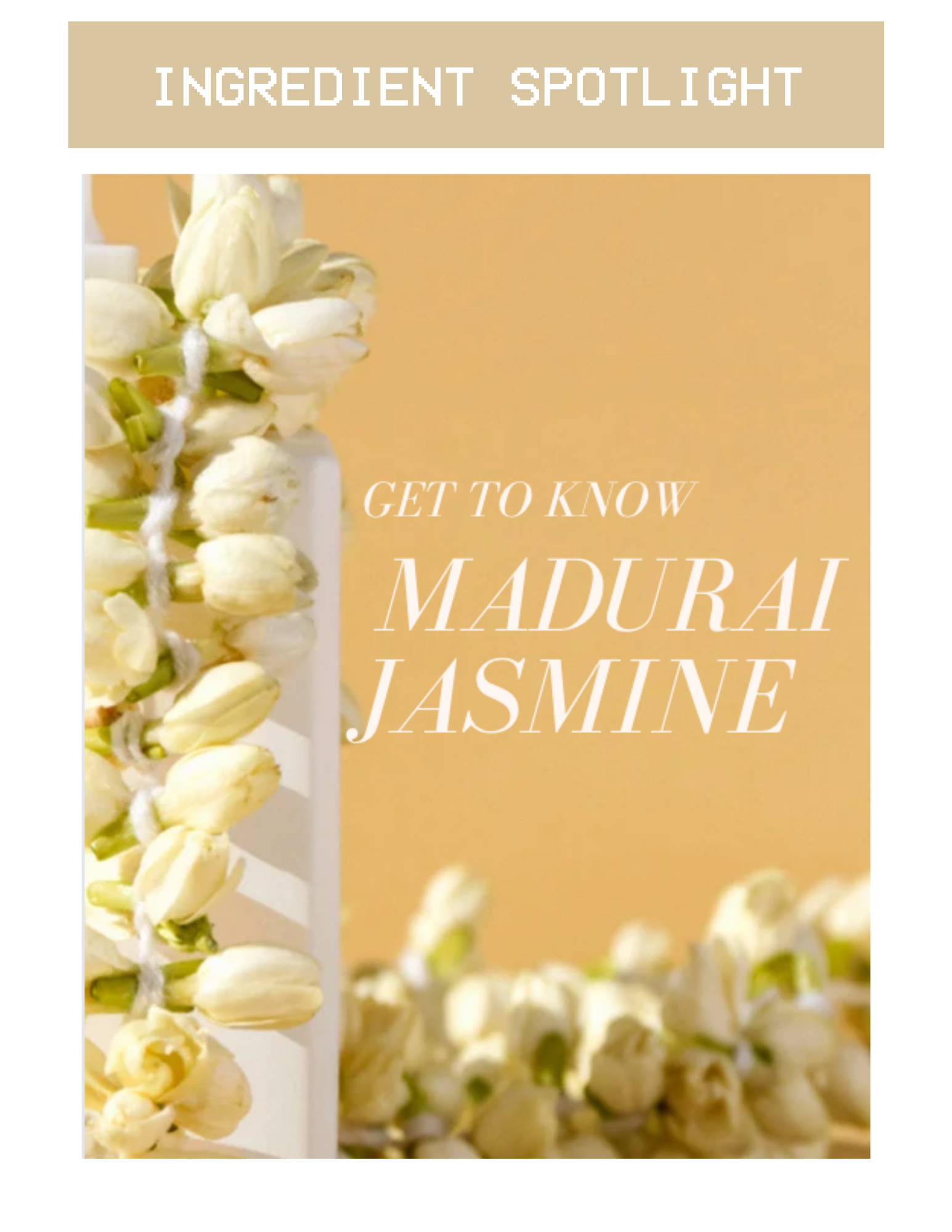 Get to Know Madurai Jasmine Soma Ayurvedic
