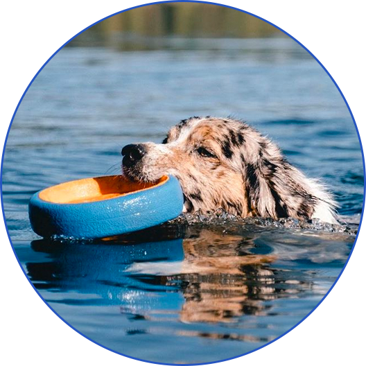 Shop Water Fetch Toys