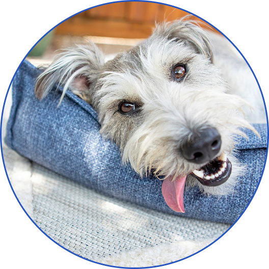 Shop Dog Bedding