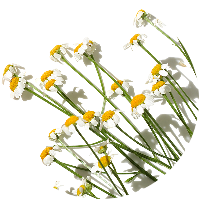 Gift A Moment Of Calm I Camomile I Aromatherapy Associates I 2025