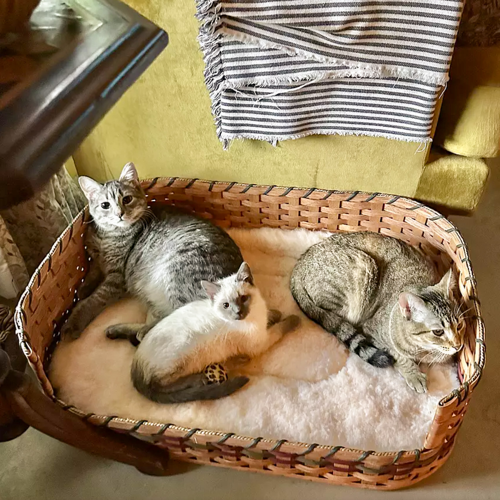 Medium Wicker Dog Bed