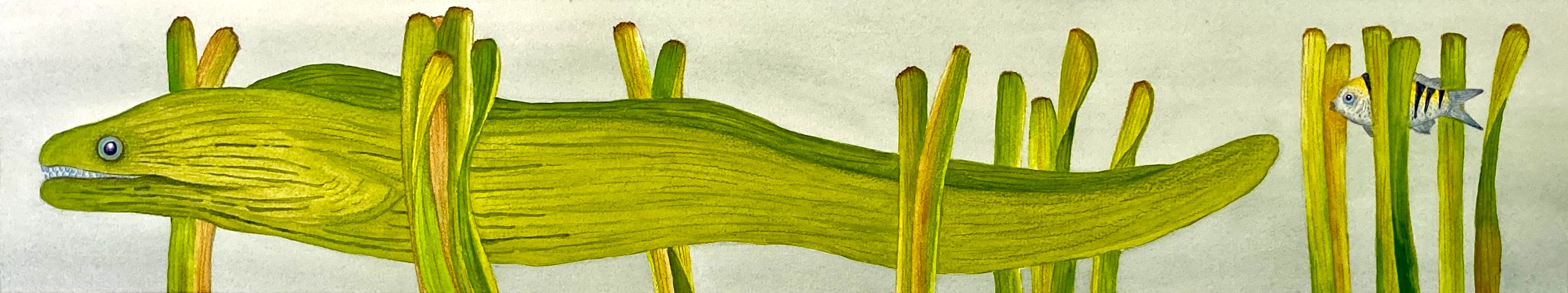 Green Moray Eel Art