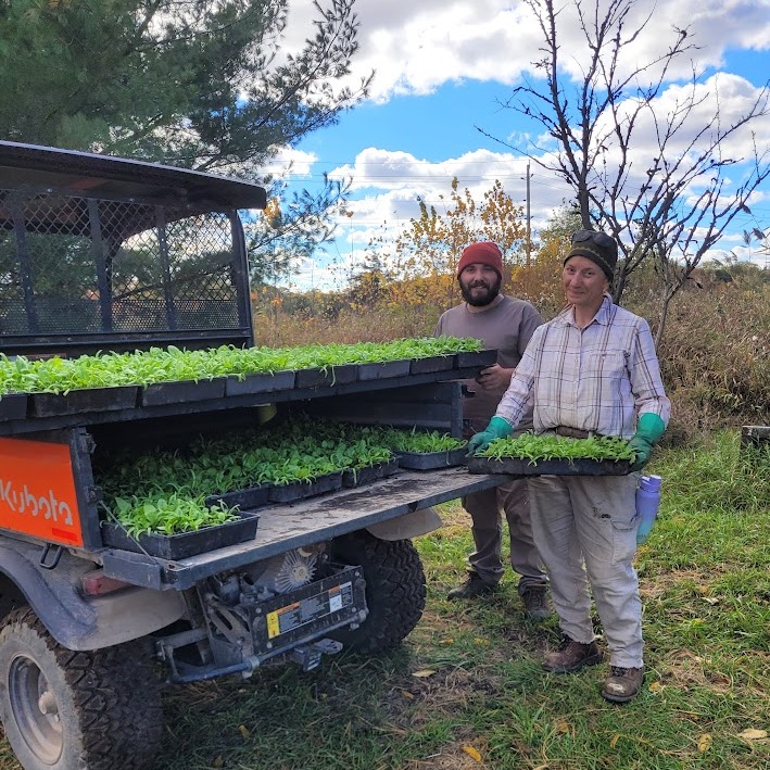 Bumper crop of Sunchokes!