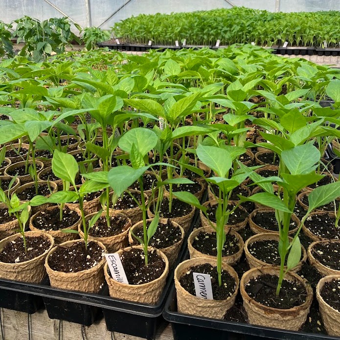 Seedling Sale at Market this Saturday