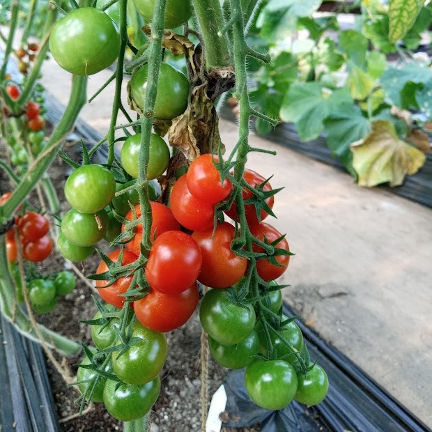 Cherry tomatoes have arrived