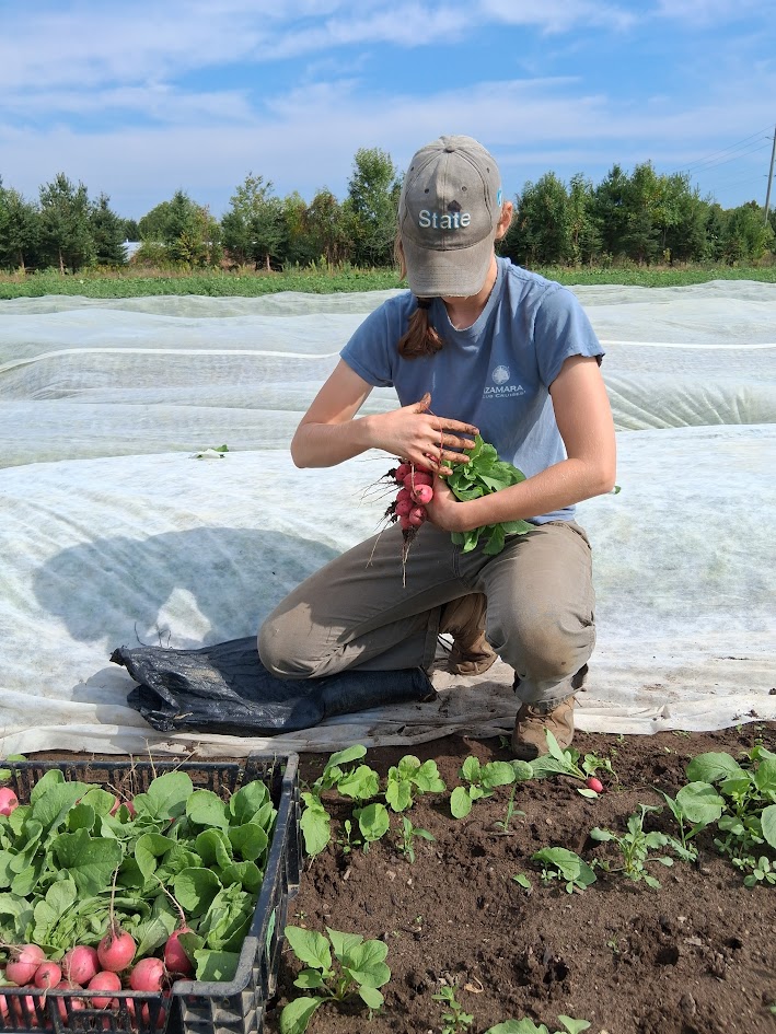 Harvesting our Biggest Carrots Ever