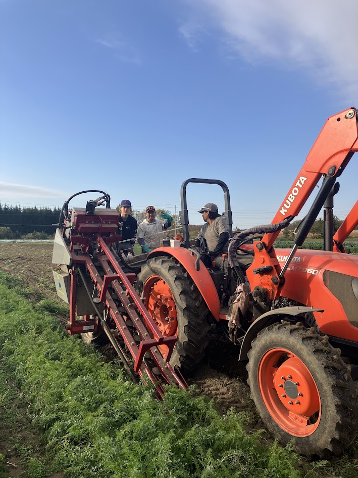 Storage carrot harvest is underway