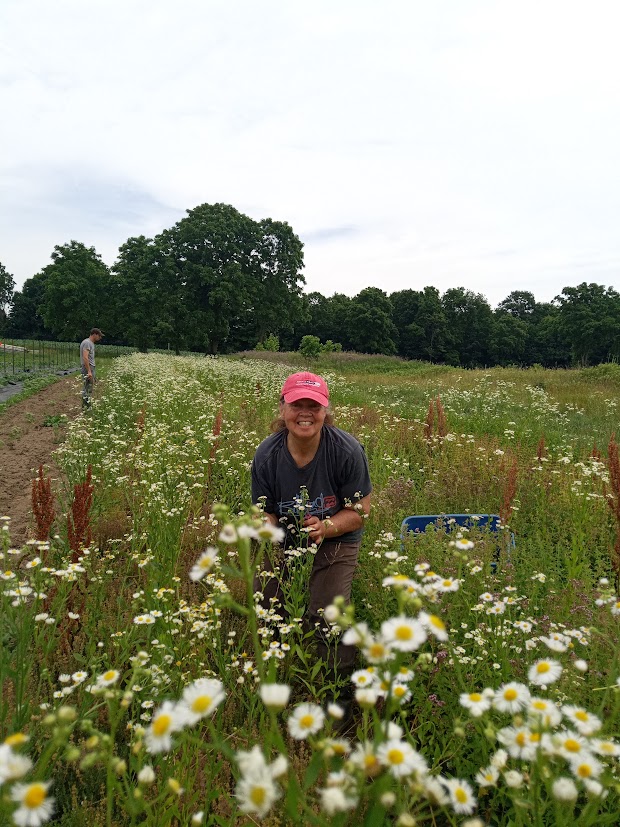 Harvesting carrots before the storm