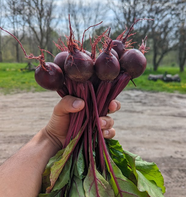 Transplanting, plant sales and a visitor on the farm