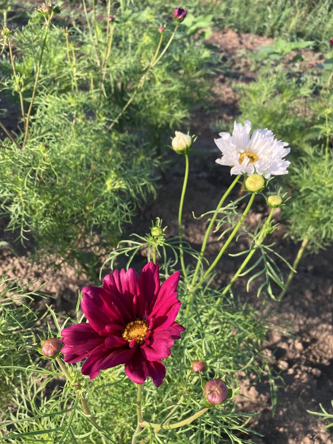 Our Cut-Your-Own Flower Garden is Open!