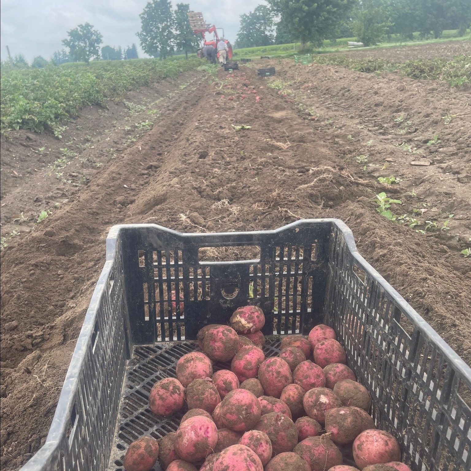Potatoes and Garlic!