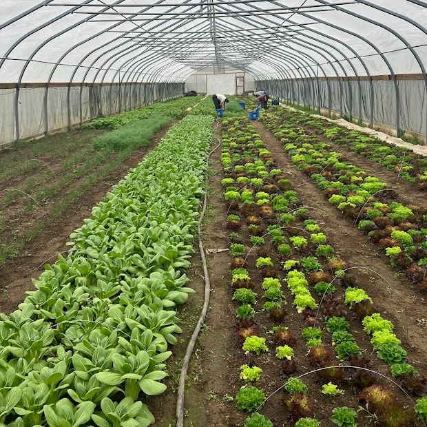 The Start of Big Spring Harvests