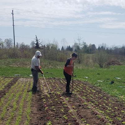 Weeding on Our Organic Farm