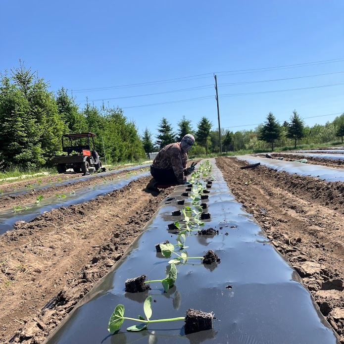 New Crops on the Way
