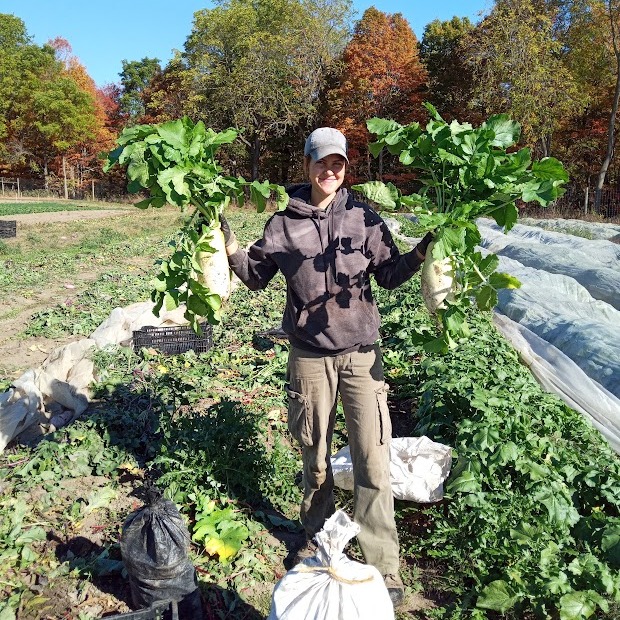Winter Radish Harvest!