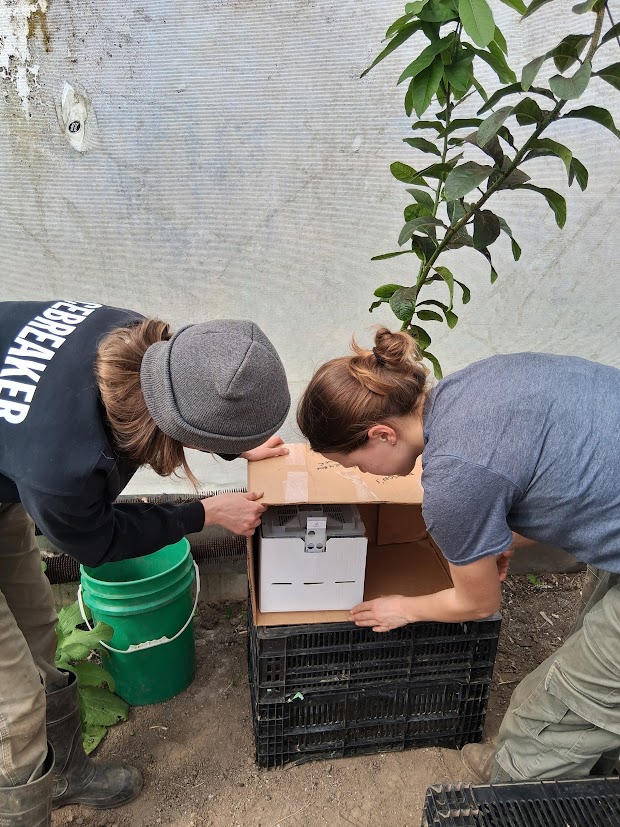 Planting Early Tomatoes